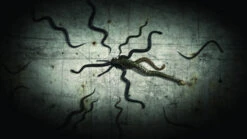 Digital FX DVD: Creepy Crawlies 2 -Smiffys Sales Creepy Crawlies screenshot Snakes