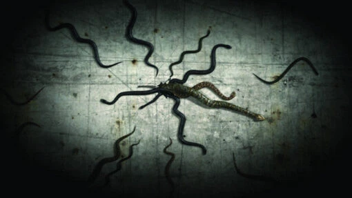 Digital FX DVD: Creepy Crawlies 2 - Image 5