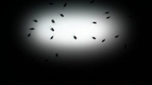 Digital FX DVD: Creepy Crawlies 2 - Image 2