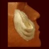 Lg. Skin Gouge -Smiffys Sales FRW 046 Lg Skin gouge