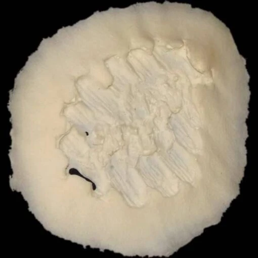 Bite Mark 2 - Image 2