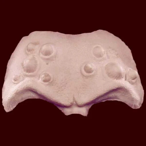 Horned Brow Forhead Prosthetic - Image 2