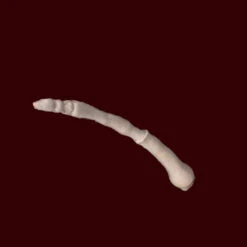 Antennae