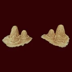 Horn Clusters By IFX