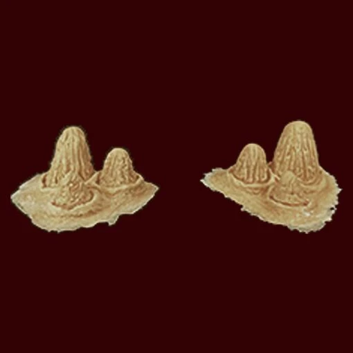 Horn Clusters By IFX