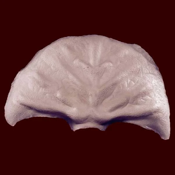 Martian Forehead Prosthetic 4 Martian Forehead Prosthetic - Image 2