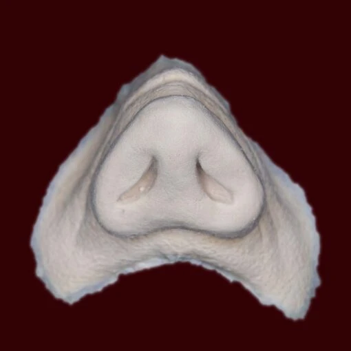Pig Nose By Infected FX - Image 3