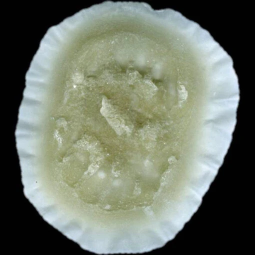 Soul Food (Bite Wound) - Image 3