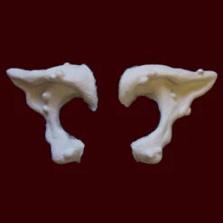 Warty Ears 7 Warty Ears -Smiffys Sales WARTY RAW