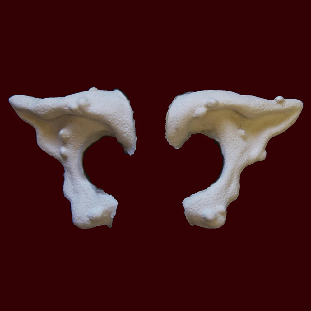 Warty Ears 5 Warty Ears - Image 3