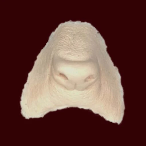 Werewolf Nose By Infected FX