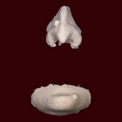 Witch Nose & Chin By Infected FX -Smiffys Sales WitchNoseandChin Raw WNC 01 e7c2d6c7 3127 4444 bd06 783a703e4275